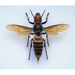 WHOLESALE VESPA MANDARINIA WHOLESALE